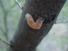 A photo of a strange sap leakage on a mesquite trunk